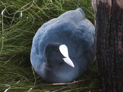 Fulica atra