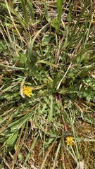 Taraxacum nordstedtii