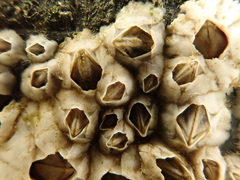 Austrominius modestus