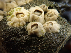 Austrominius modestus