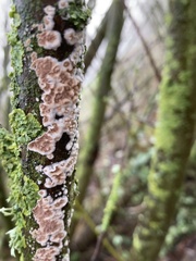 Cylindrobasidium laeve