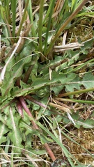 Taraxacum nordstedtii