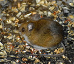 Peromyscus maniculatus