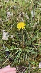 Taraxacum nordstedtii