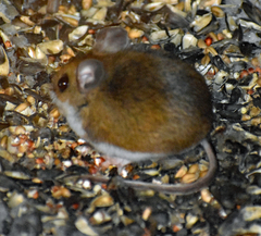 Peromyscus maniculatus