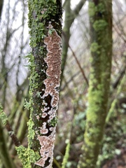 Cylindrobasidium laeve