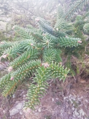 Abies pinsapo