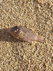 Canthigaster jactator