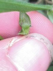 Veronica persica