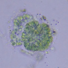 Cyanophyceae