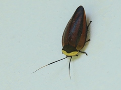 Rochaina metae