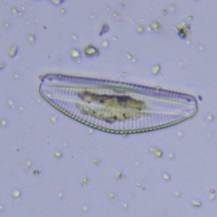 Cymbella