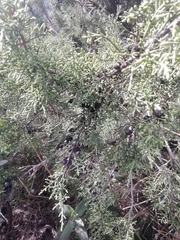 Juniperus phoenicea