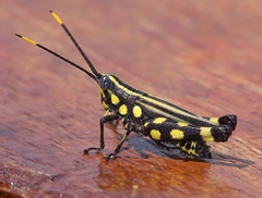 Rhopsotettix consummatus