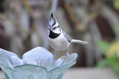 Baeolophus wollweberi