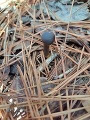 Tolypocladium longisegmentatum