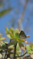 Callophrys xami