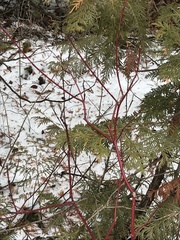 Cornus sericea