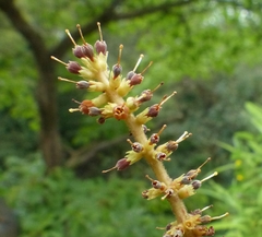 Hymenodictyon obovatum