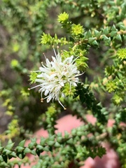 Agathosma apiculata