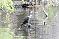 Nannopterum brasilianum