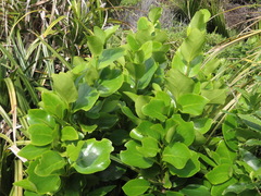Griselinia