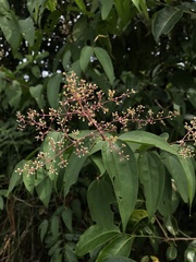 Miconia minutiflora
