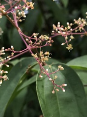 Miconia minutiflora