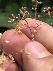 Miconia minutiflora