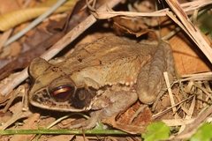 Incilius melanochlorus