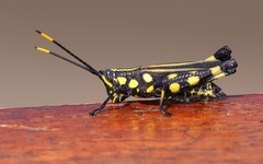 Rhopsotettix consummatus