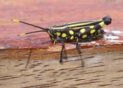 Rhopsotettix consummatus