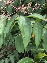 Miconia minutiflora