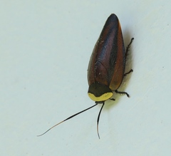 Rochaina metae