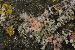 Erythricium aurantiacum
