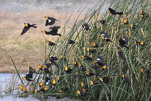 Yellow-headed Blackbird (Xanthocephalus xanthocephalus) - Avian Discovery