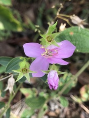 Pterogastra divaricata