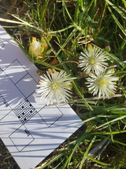 Mesembryanthemum aitonis