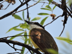 Pitangus sulphuratus