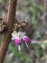 Miconia rubra