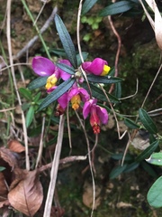Polygaloides chamaebuxus