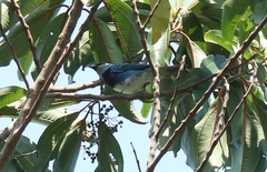 Stilpnia nigrocincta