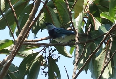 Stilpnia nigrocincta