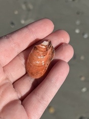 Modiolus americanus
