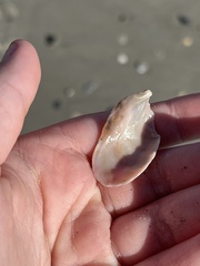 Modiolus americanus