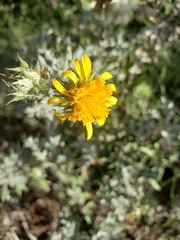 Berkheya heterophylla