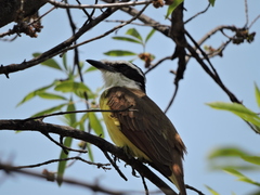 Pitangus sulphuratus