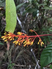 Palicourea triphylla