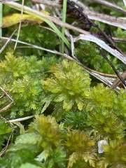 Subsecunda