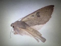 Orthosia transparens